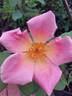 Irish Elegance rose photo