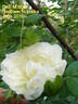 Dr. E. M. Mills rose photo
