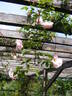 Ayrshire Splendens rose photo