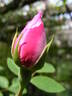 Ayrshire Splendens rose photo