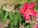 Nancy Hayward rose photo