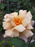 Julia's Rose rose photo