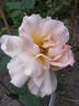 Julia's Rose rose photo