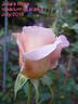 Julia's Rose rose photo