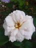 Grey Dawn rose photo