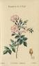 <i>Rosa stylosa</i> Desvaux rose photo