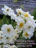 Rambling Rector rose photo