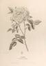 Acidalie rose photo