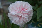 Acidalie rose photo