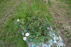 Acidalie rose photo
