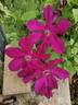 Kardinal Wyszynski clematis photo