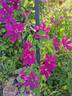 Kardinal Wyszynski clematis photo