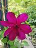 Kardinal Wyszynski clematis photo