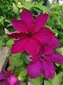 Kardinal Wyszynski clematis photo