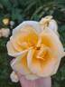 Lady Hillingdon, Cl. rose photo