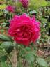 King of Siam rose photo