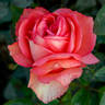 Rosy Reunion rose photo