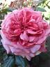 A Million Dreams rose photo