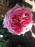A Million Dreams rose photo