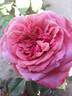 A Million Dreams rose photo