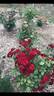 Lava Flow rose photo