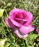 Sweet Intoxication rose photo