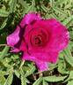 Sweet Intoxication rose photo