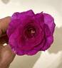 Sweet Intoxication rose photo