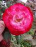 Patsy Cline ™ rose photo