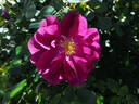 International Herald Tribune rose photo