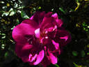 International Herald Tribune rose photo