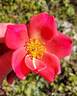 Summer Wind rose photo