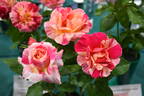 Claude Monet rose photo