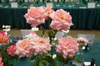 Let's Celebrate rose photo