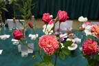Monsieur Tillier rose photo