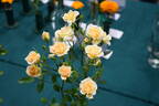 Softee rose photo