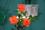 Tracey Wickham rose photo