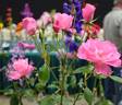 Pink Simplicity rose photo
