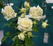 Angel View rose photo