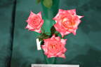 Magic Show rose photo