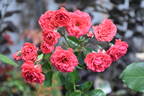 Orange Triumph rose photo