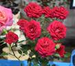 Red Gem rose photo