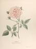 Hermosa rose photo