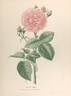 Louise Odier rose photo