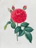 Jules Margottin rose photo