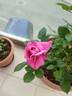 Blue Parfum ® rose photo