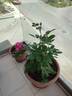 Blue Parfum ® rose photo