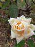 Climbing Lady Hillingdon rose photo