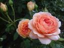 Carding Mill ™ rose photo