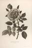Souvenir d'Elisa Vardon rose photo